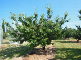 Fermina port semi-érigé de l'arbre